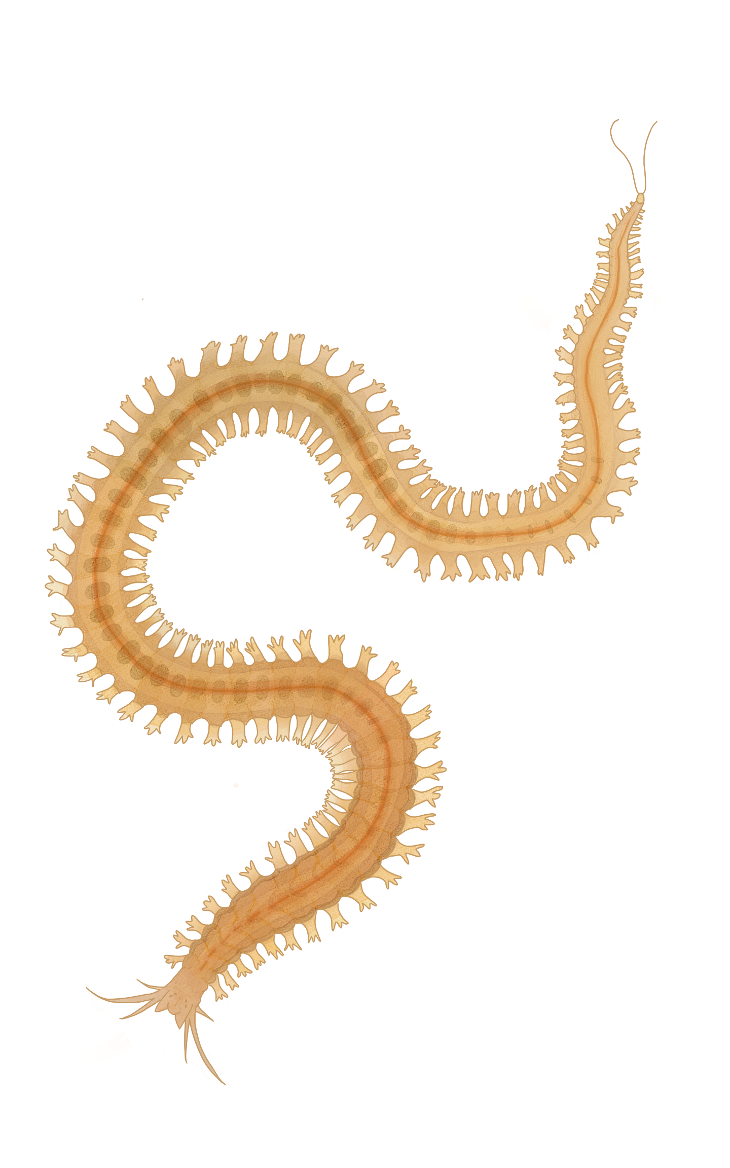 Hediste diversicolor