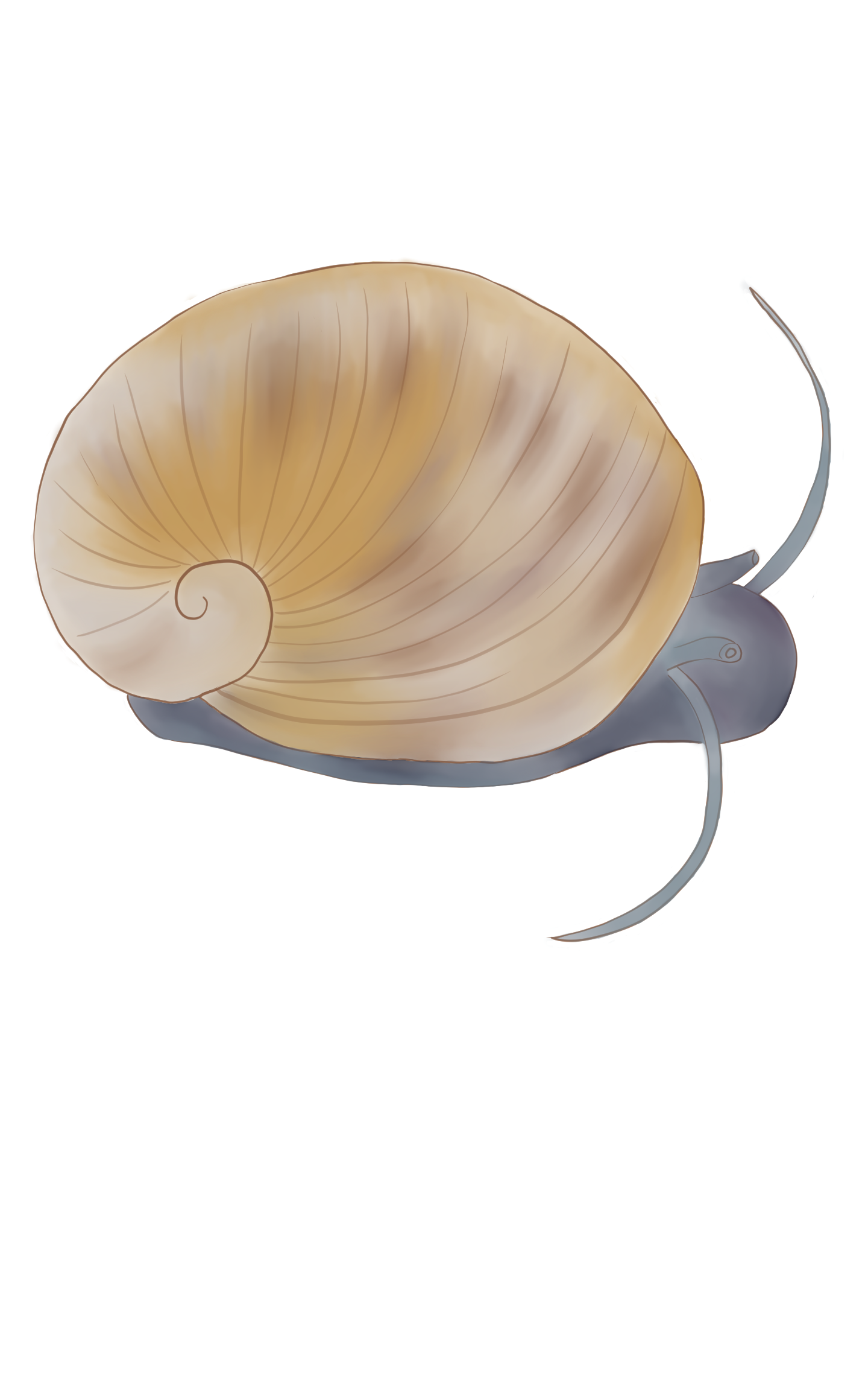 Theodoxus fluviatilis