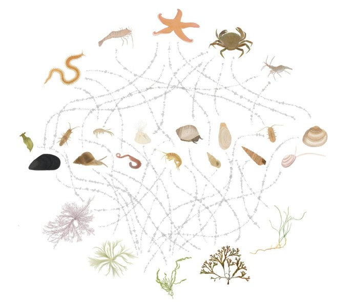 foodweb