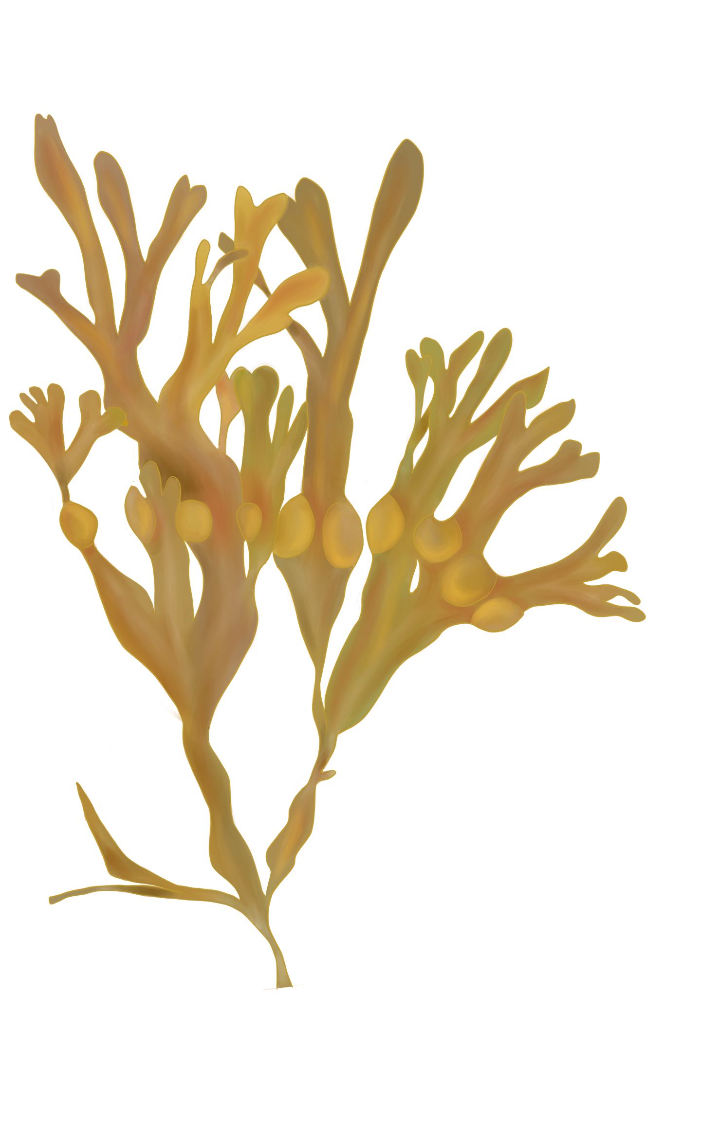 Fucus vesiculosus