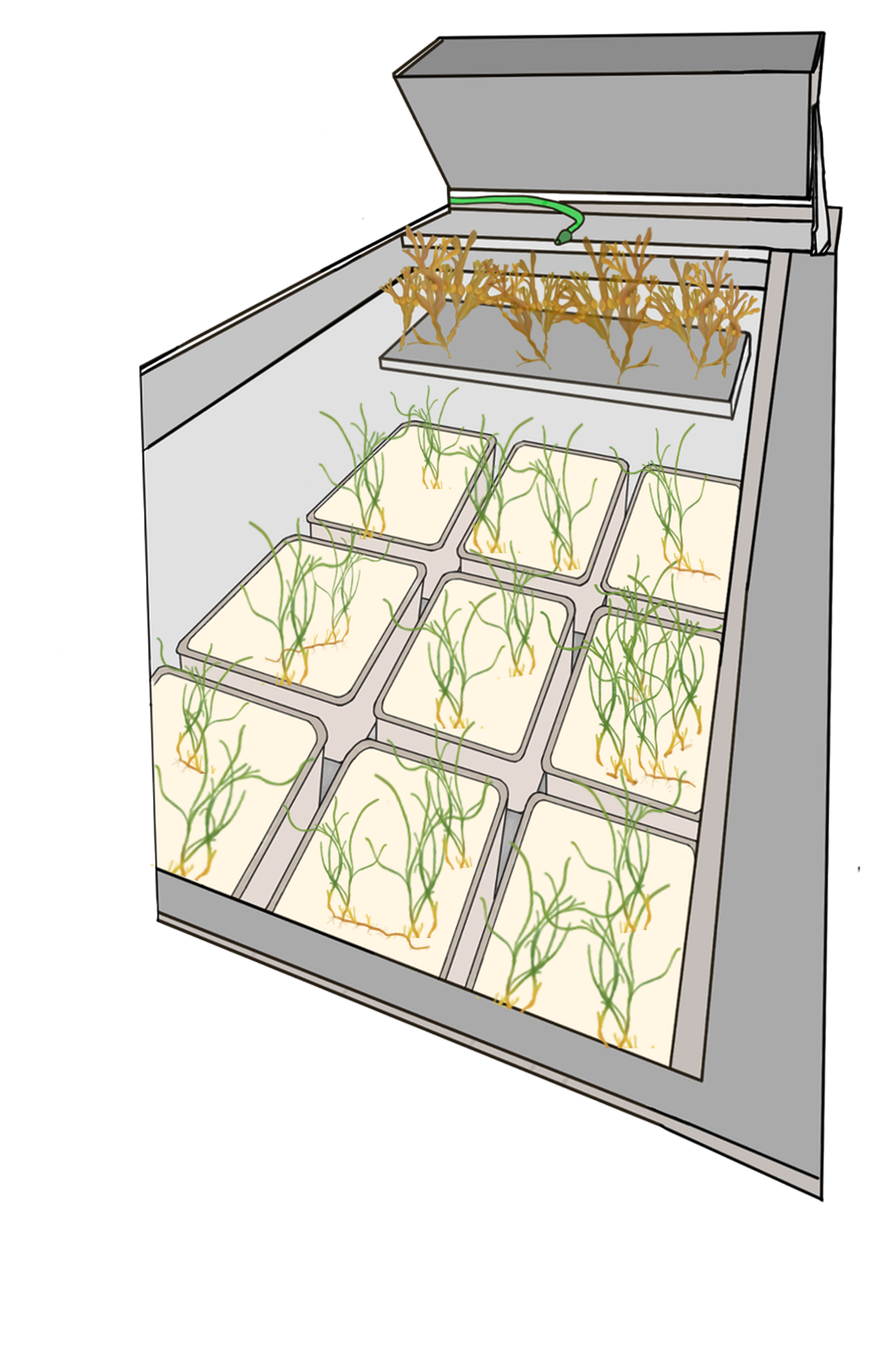 Mesocosm experimental setup